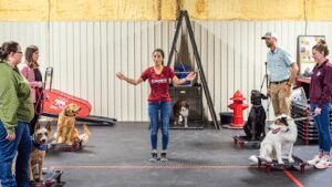 Sit Means Sit Dog Training College Station