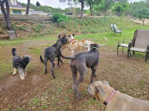 K9 Play and Train, LLC
