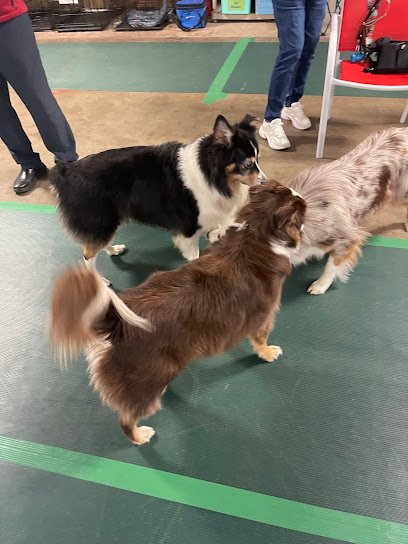 Smart Dog Training Center