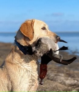 Jordan Valley Retrievers