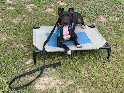 Puptown Houston Dog Training