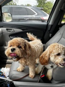Lara’s Canine Solutions (New Braunfels)
