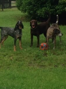 Paula’s Canine Academy