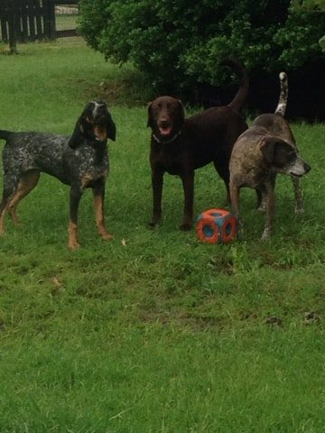 Paula’s Canine Academy