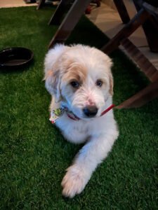 Bark Busters Home Dog Training Katy, Richmond, Fulshear, Sugar Land & Hockley
