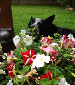 Specialty Pet Training – Dog and Puppy Training