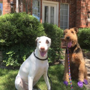 LiveDogLife A Canine Multi-Service