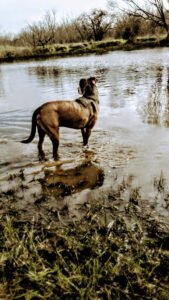 Second Chances K9 Services