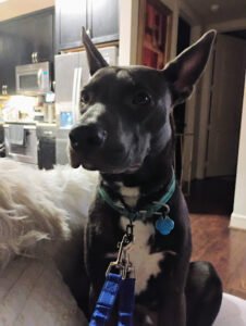 Staley‚Äôs Dog House & K9 Academy