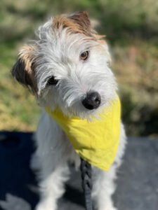 Make Your Dog Epic
