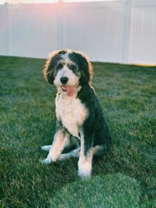 Utah K9 Academy
