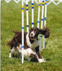 Sunset Hills Dog Training