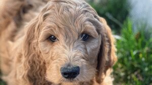 JP’s Premium Pets & Dog Training