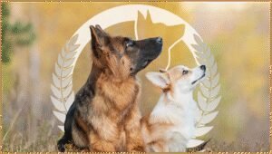Dog Training Elite Salt Lake City