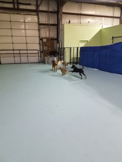 Kudos 2 Canines