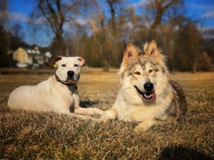 Off Leash K9 Training, Northern Utah
