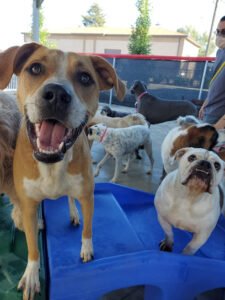 Dogtown Pet Spa Sandy