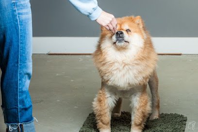 Dog Training 360