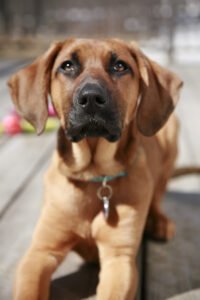 Walk My Dog