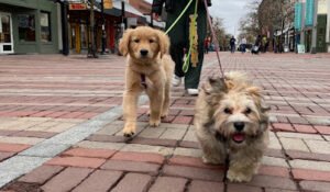 Fetch the Leash! Dog Behavior & Training