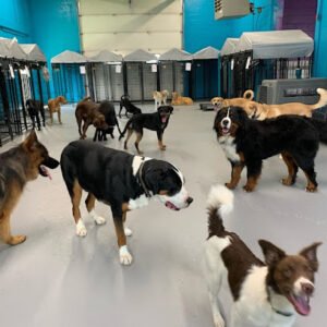 Wanderlust Canine Services