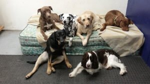 Canine Culture