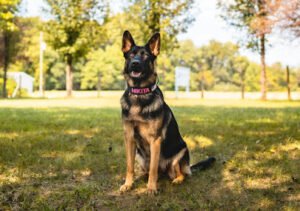 Blue Ridge Canine
