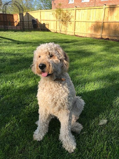 Best Behaved Dogs
