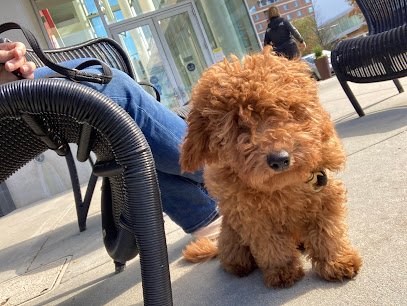 Unleashed Abilities: Coaching People, Training Dogs