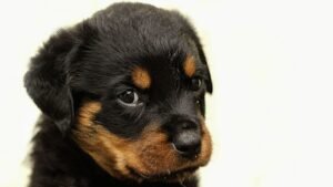 Roanoke Dog Training