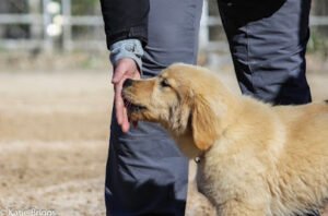 Wildmour K9