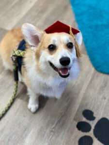 Core Canine