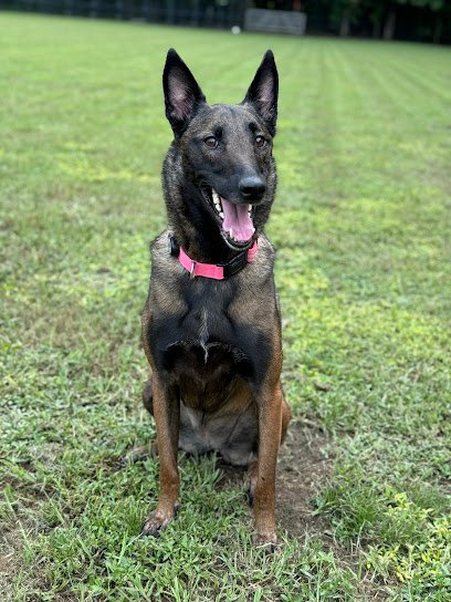 Endless Pawsibilities, LLC.
