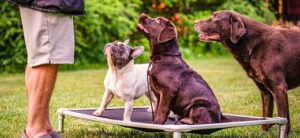 Ridgeside K9 Winchester