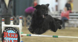 Star City Canine Training Club