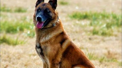 Sassafras K-9 Training & Boarding Facility, LLC