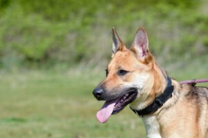 Canine Intelligence