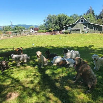 Naughty Dog Training, Boarding and Daycare