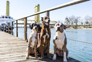 Tug Dogs