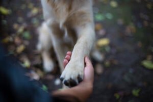 Wildwood Canine LLC