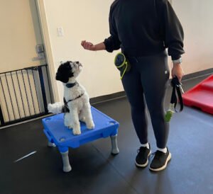 West Seattle Wonder Dogs Training