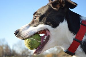 Arcadian Canine LLC