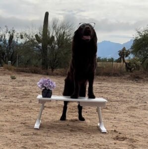 Dog Defined LLC (dog training)