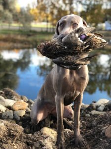 Gungho Dog Training