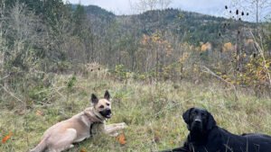 Mountain Dog Inc