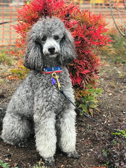 ONE GOOD DOG! Professional Dog Training