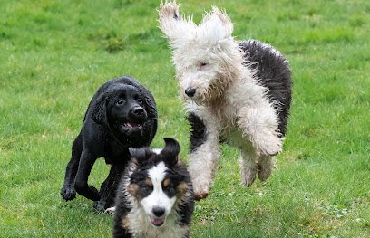7 Cedars Dog Training