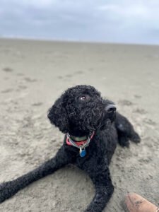 Listen Here Dog Training
