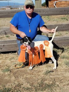Upland Dogs