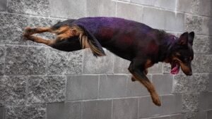 To The Point Dog Training